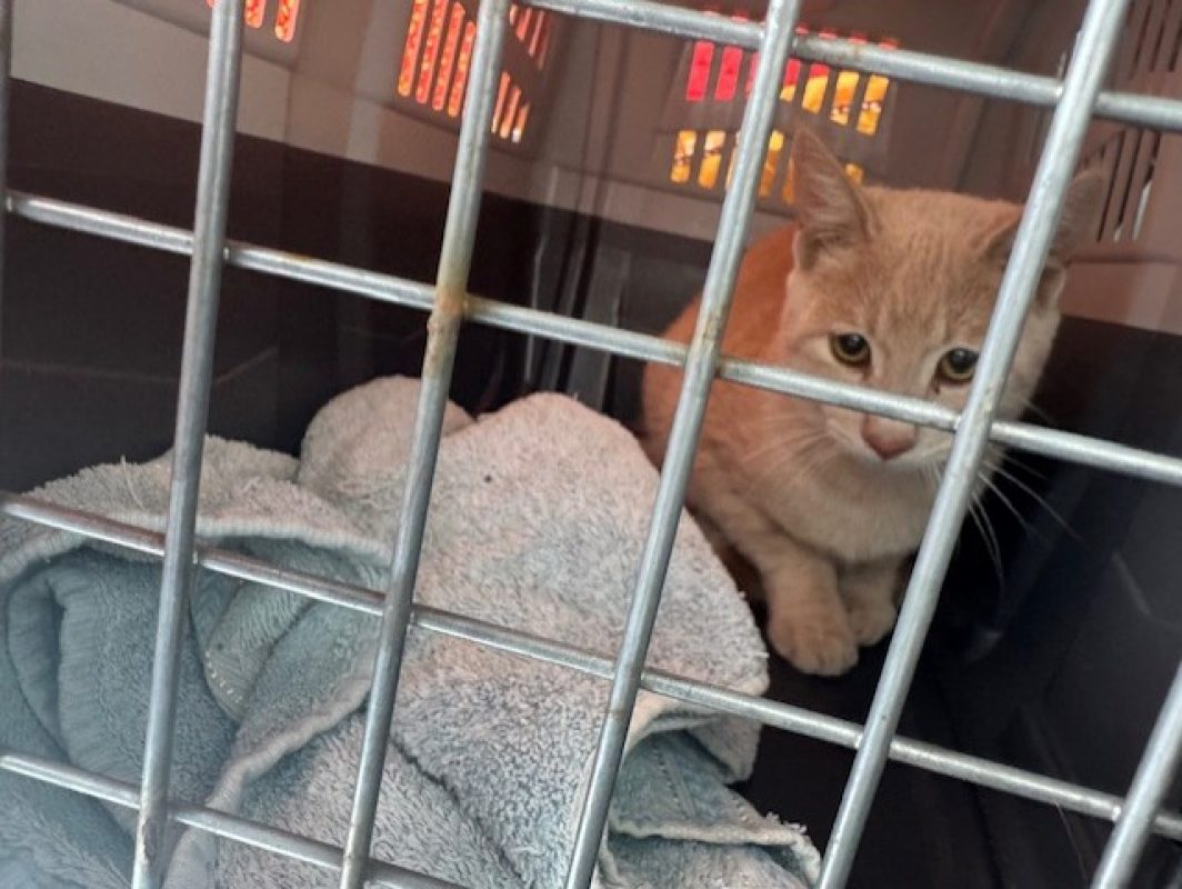 Titi - Chat Européen à adopter - photo 2