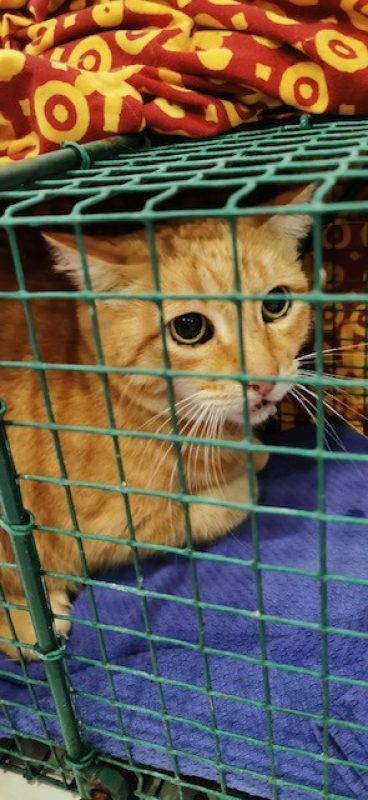 Roucky - Chat Européen à adopter - photo 2