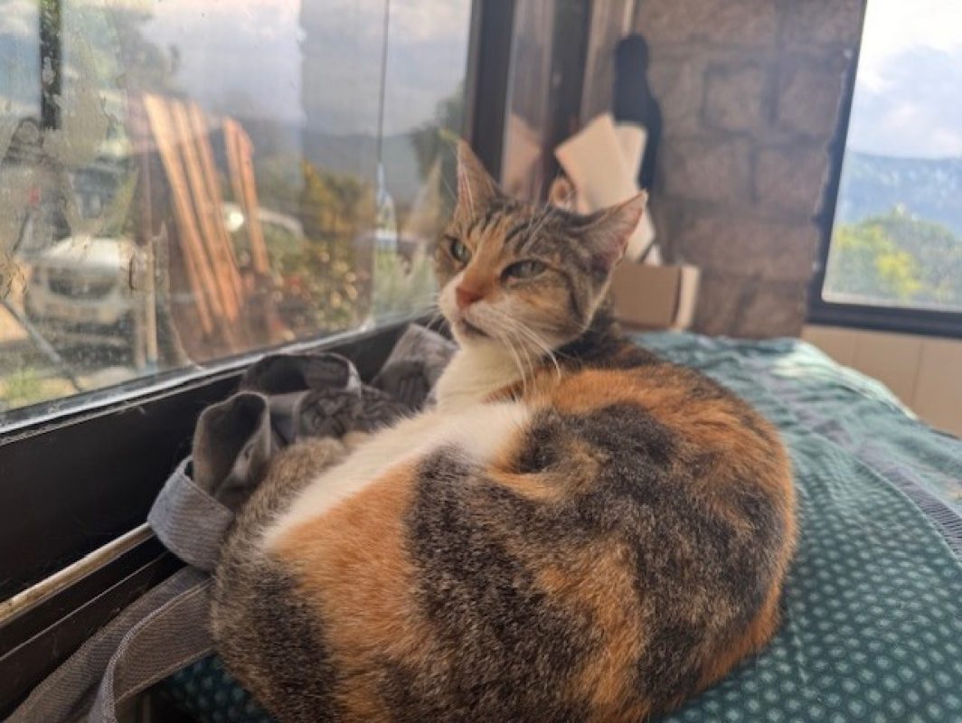 Poussinette - Chat Européen à adopter - photo 2