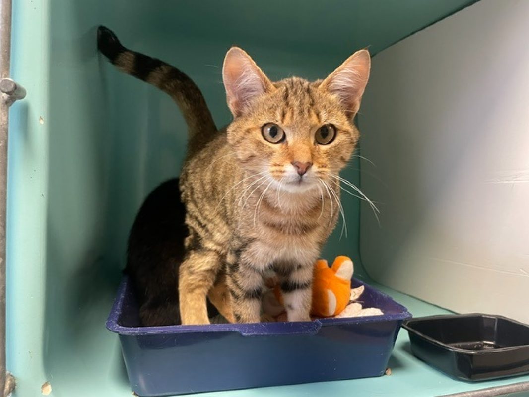 Baya - Chat Européen à adopter
