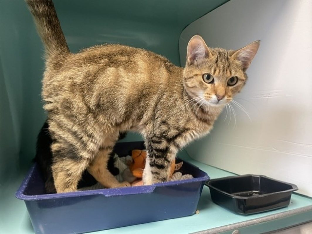 Baya - Chat Européen à adopter - photo 2