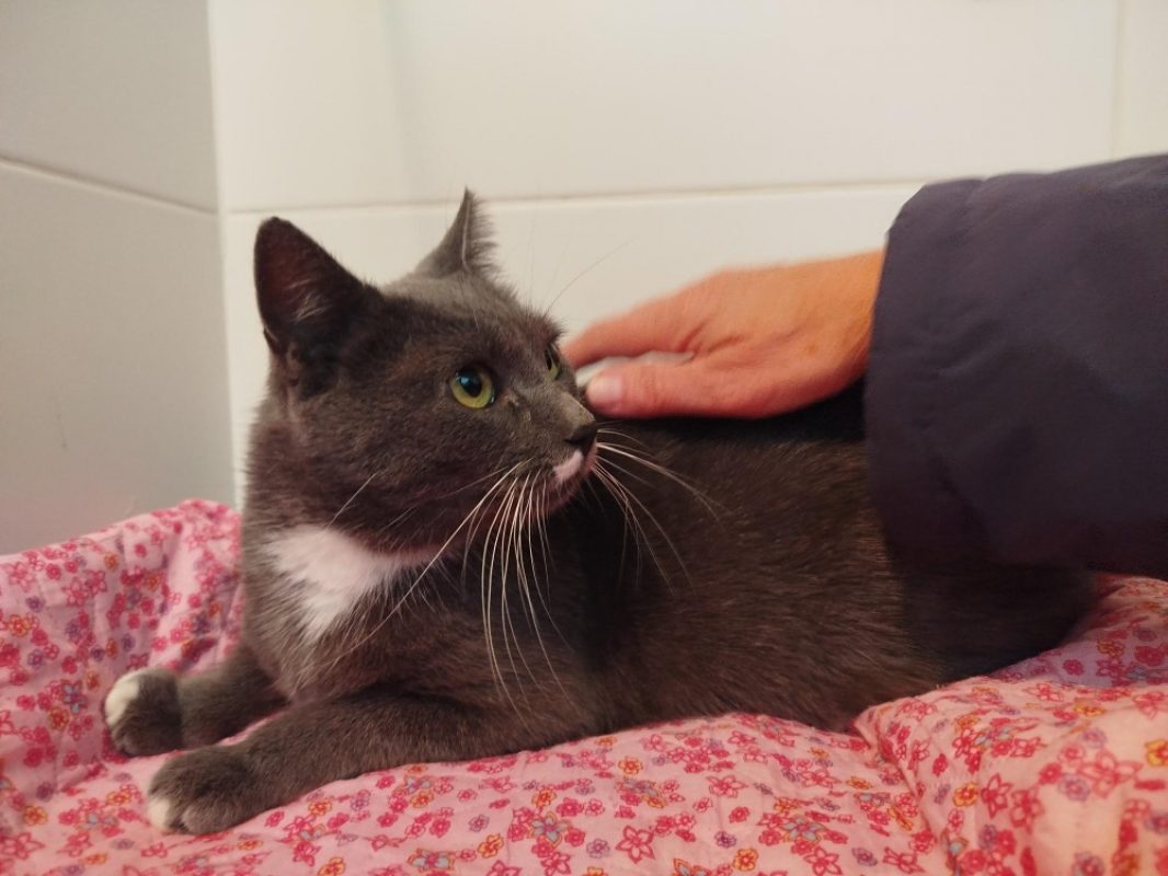 Nebuleuse - Chat Européen à adopter