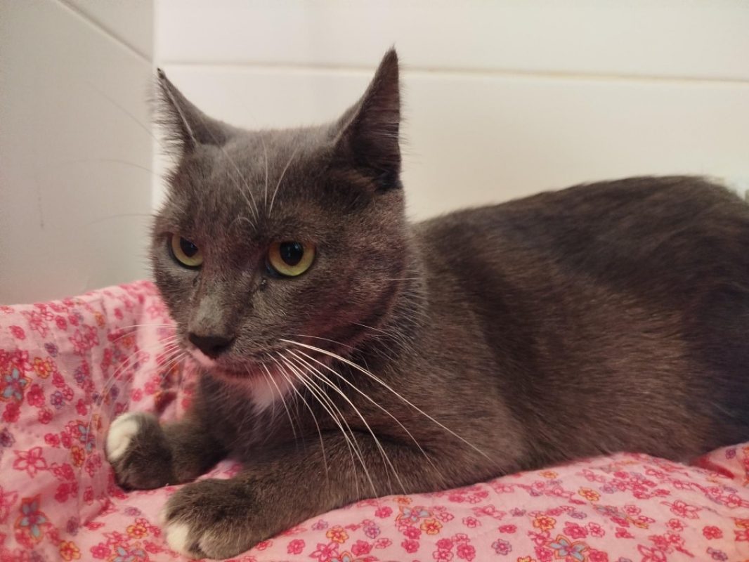 Nebuleuse - Chat Européen à adopter - photo 2