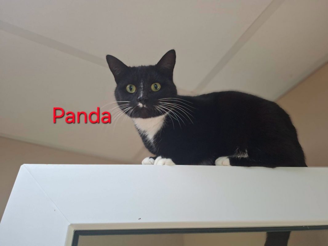 Panda - Chat Européen à adopter