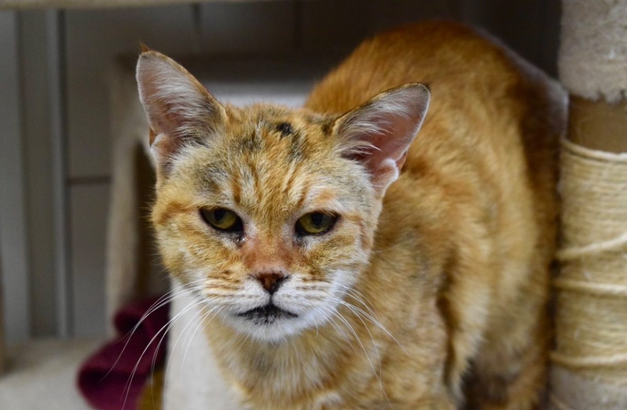 Marla - Chat Européen à adopter