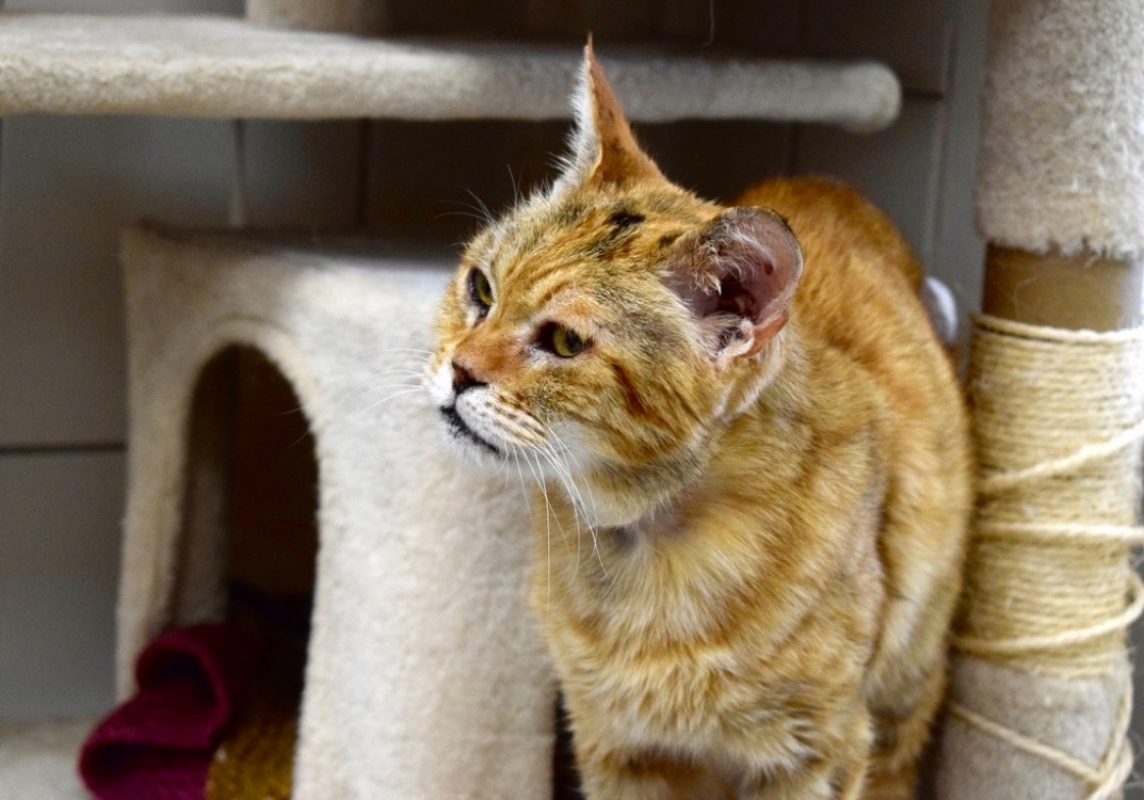 Marla - Chat Européen à adopter - photo 2