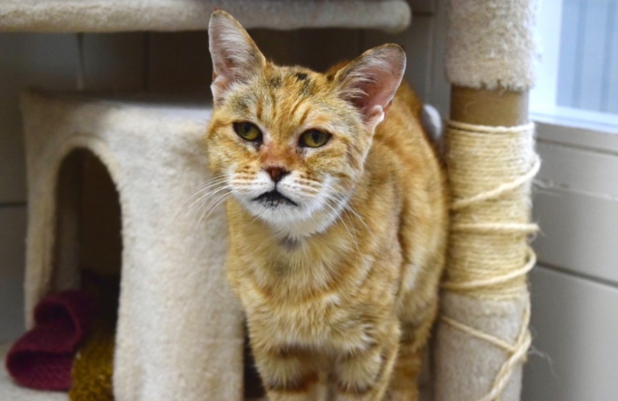 Marla - Chat Européen à adopter - photo 3