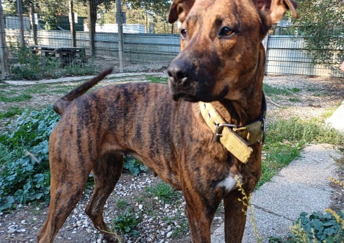 Riga - Chien à adopter