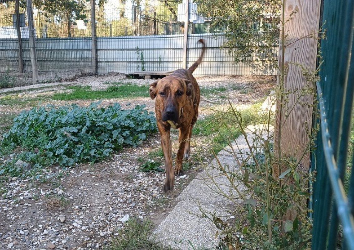 Riga - Chien à adopter - photo 2