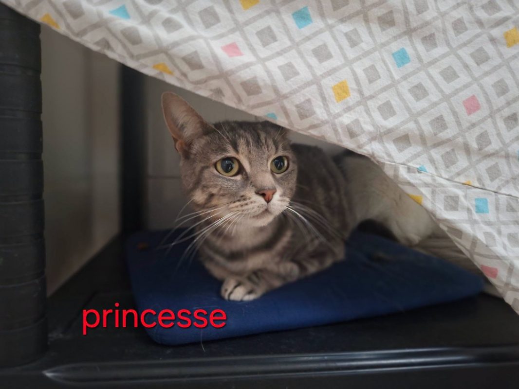 Princesse - Chat Européen à adopter