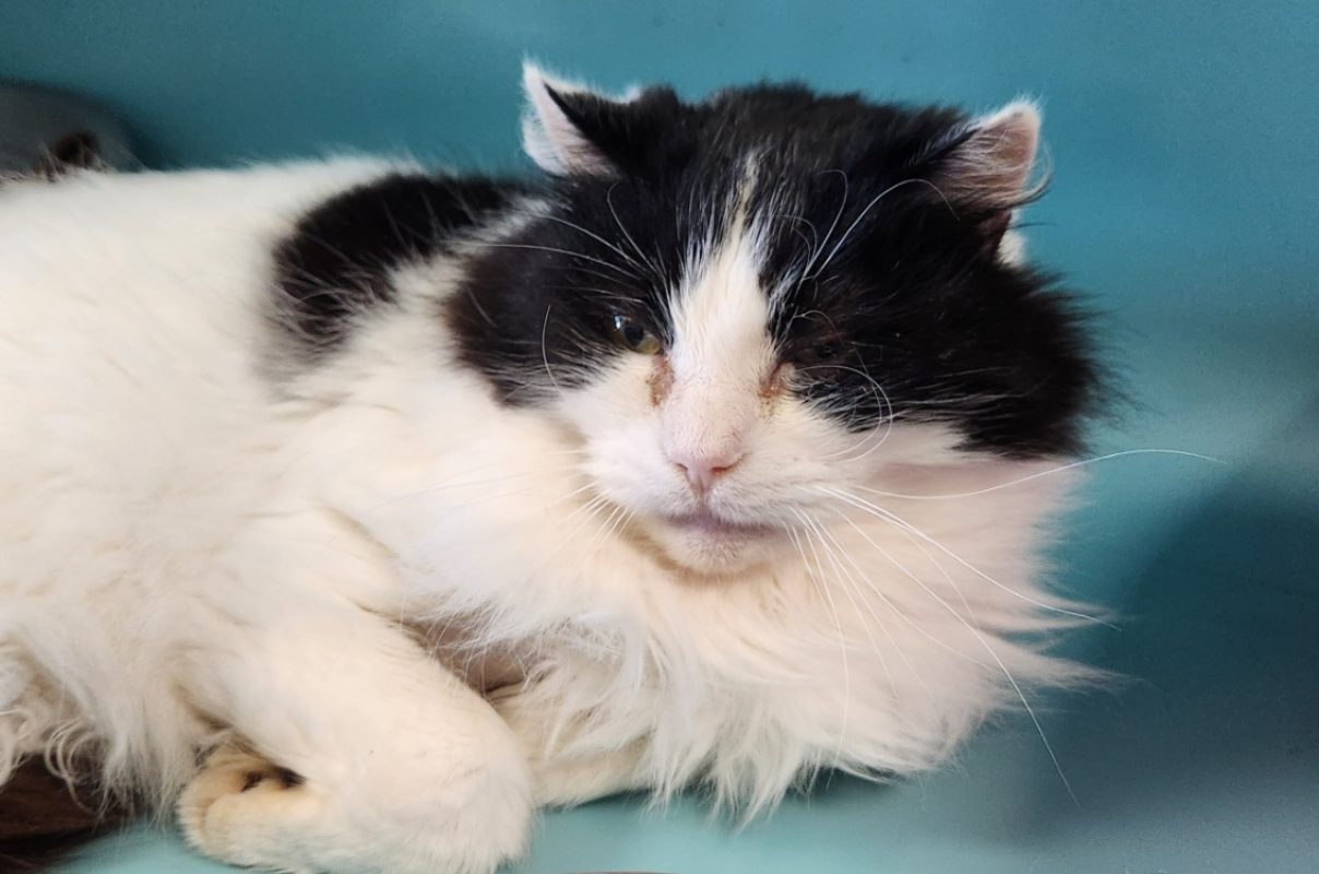 Minou - Chat Européen à adopter
