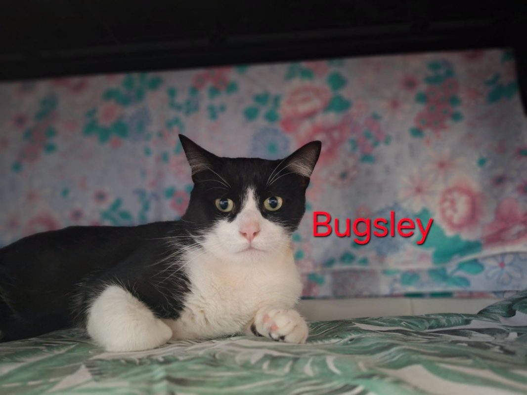 Bugsley - Chat Européen à adopter