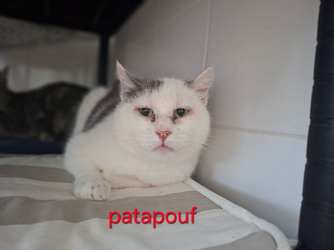 Patapouf - Chat Européen à adopter