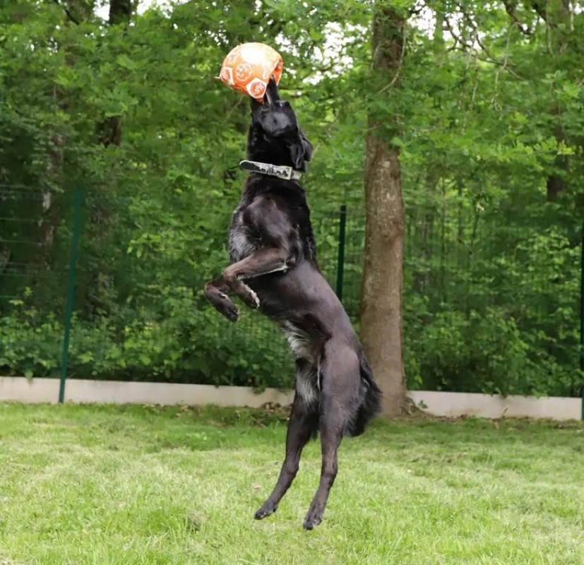 Photo #4 de Svart dit charly