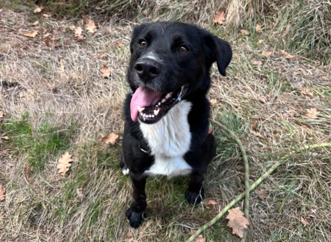 Rocky - Chien Berger à adopter