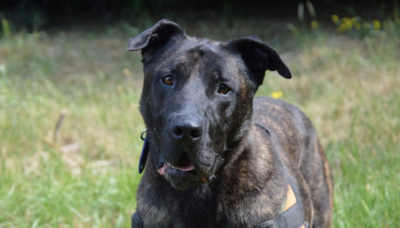 Karabash - Chien à adopter