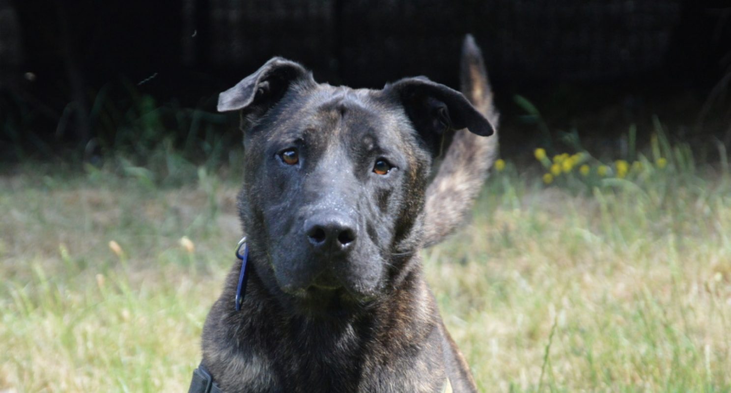 Karabash - Chien à adopter - photo 2