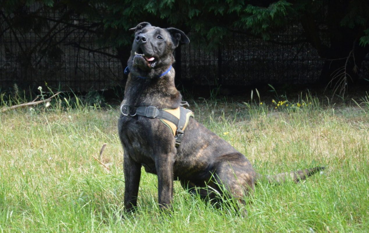 Karabash - Chien à adopter - photo 3