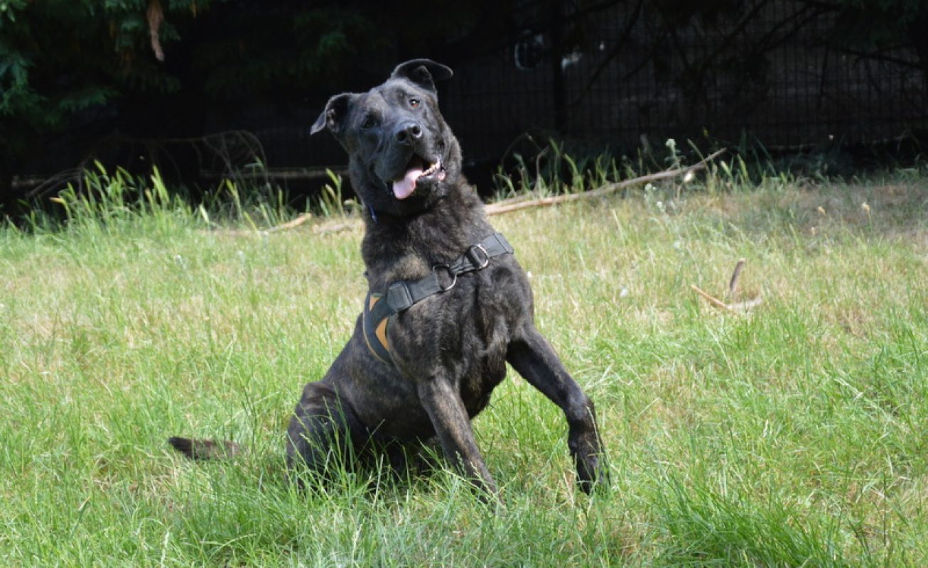 Karabash - Chien à adopter - photo 4