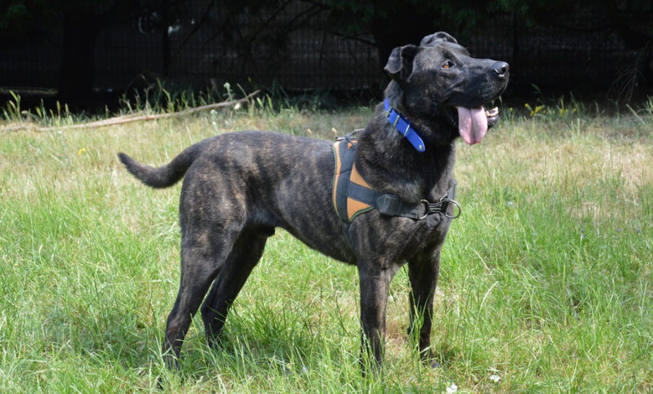Karabash - Chien à adopter - photo 5