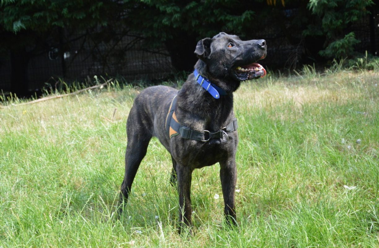 Karabash - Chien à adopter - photo 6
