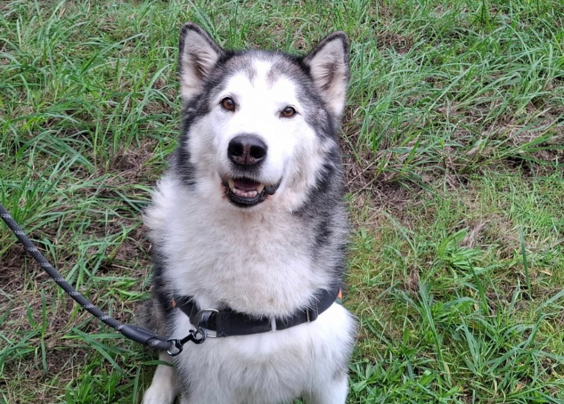 Wolf - Chien Malamute de l'Alaska à adopter