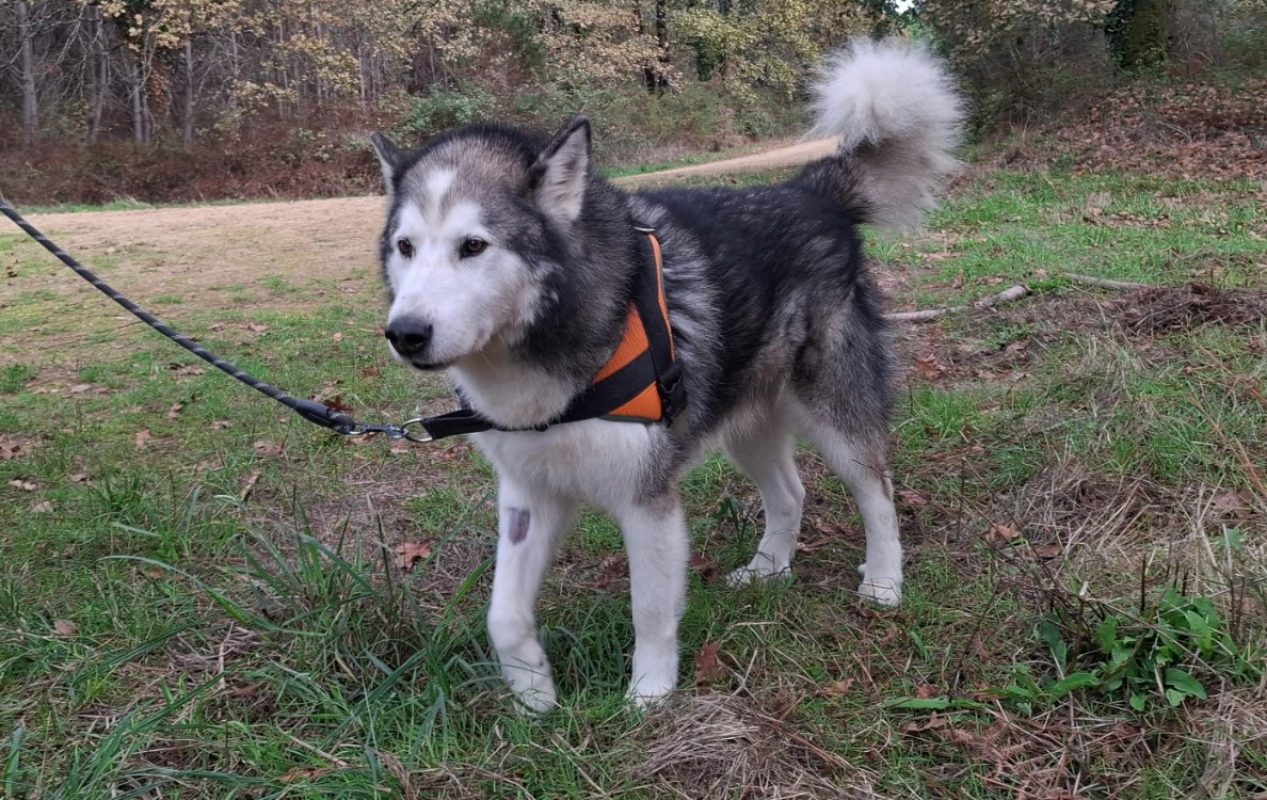 Wolf - Chien Malamute de l'Alaska à adopter - photo 2