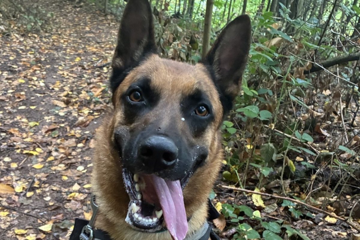 Usko - Chien Berger Belge Malinois à adopter