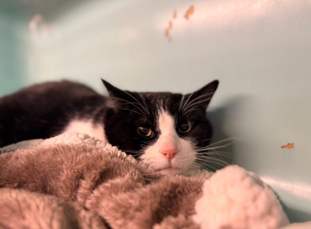 Salie - Chat Européen à adopter