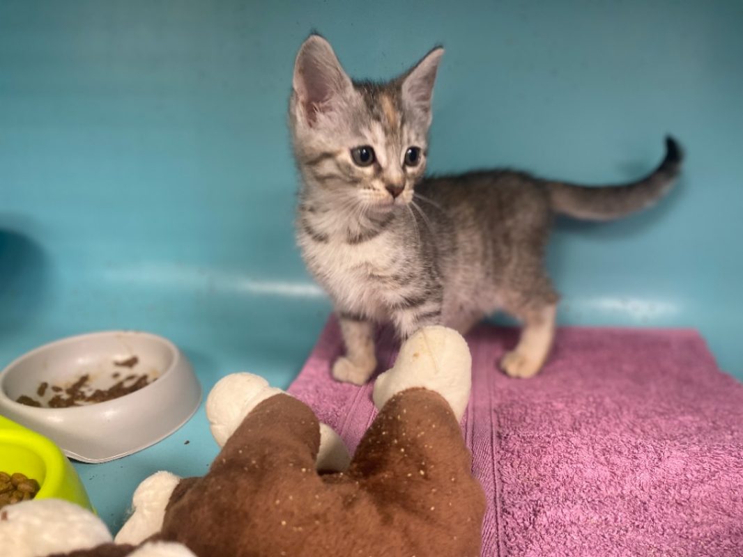 Crapule - Chat Européen à adopter