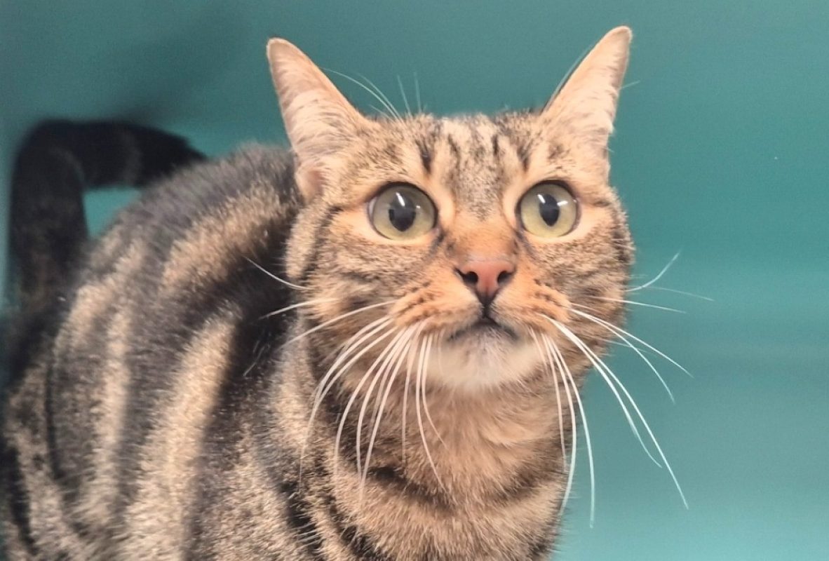 Plume - Chat Européen à adopter
