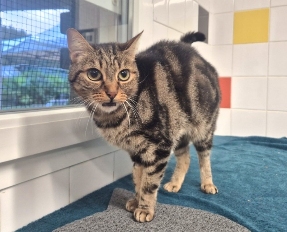 Plume - Chat Européen à adopter - photo 4