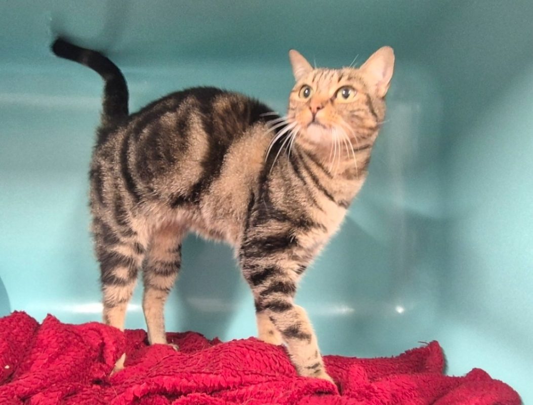 Plume - Chat Européen à adopter - photo 6
