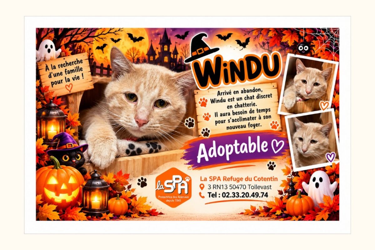 Windu - Chat Européen à adopter