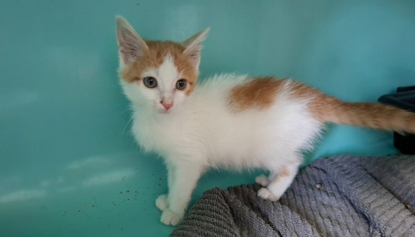 Don juan - Chat Européen à adopter