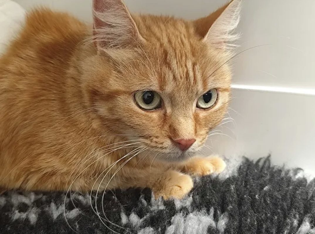 Dori - Chat Européen à adopter