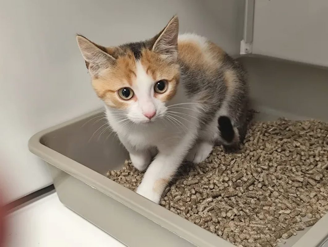 Bianca - Chat Européen à adopter