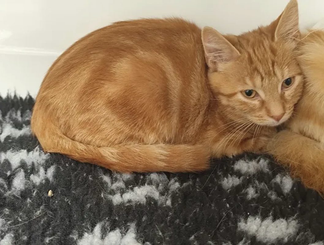 Bernard - Chat Européen à adopter