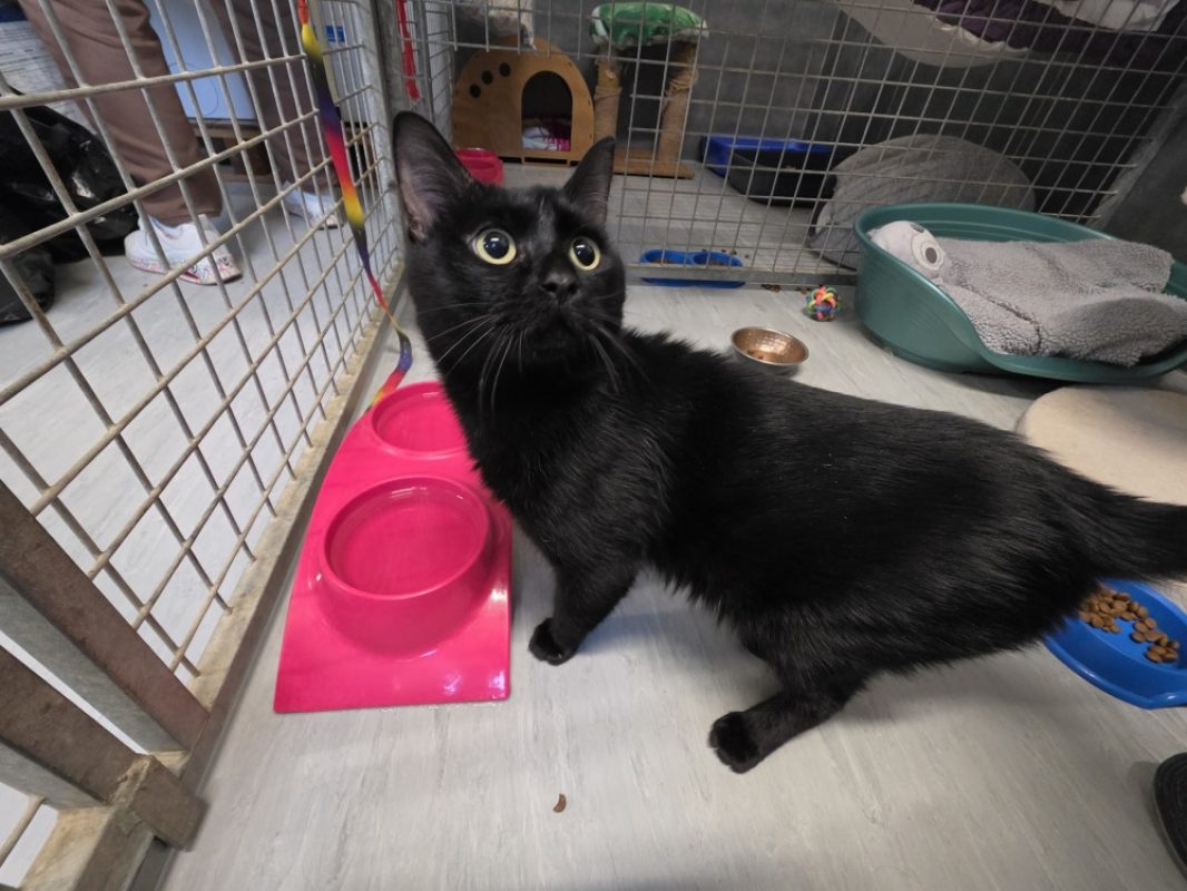 Combochat - Chat Européen à adopter