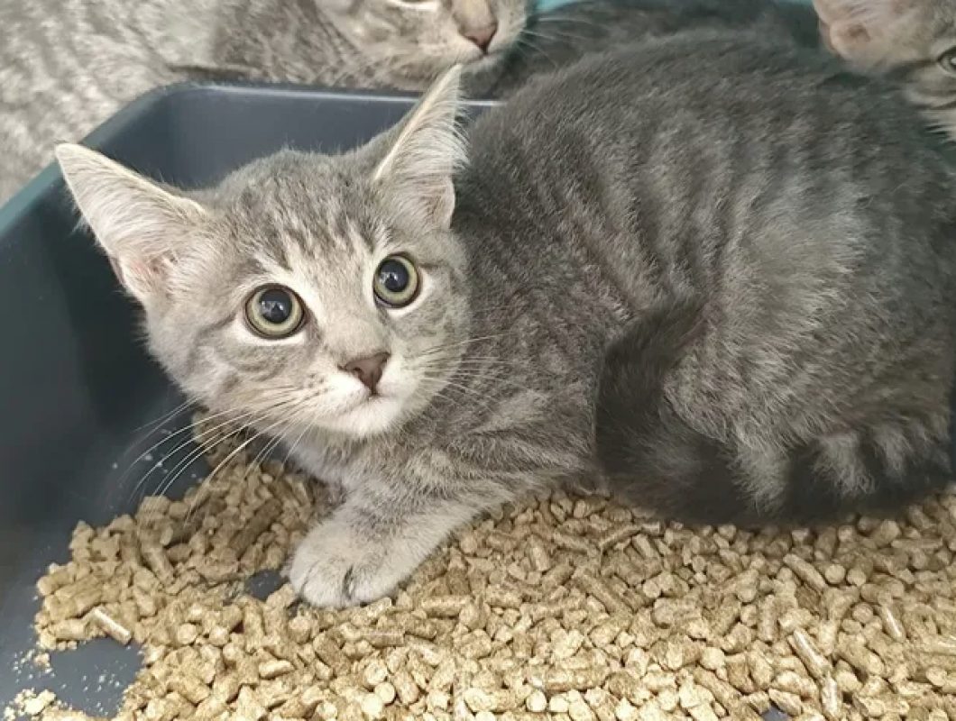 Donna - Chat Européen à adopter
