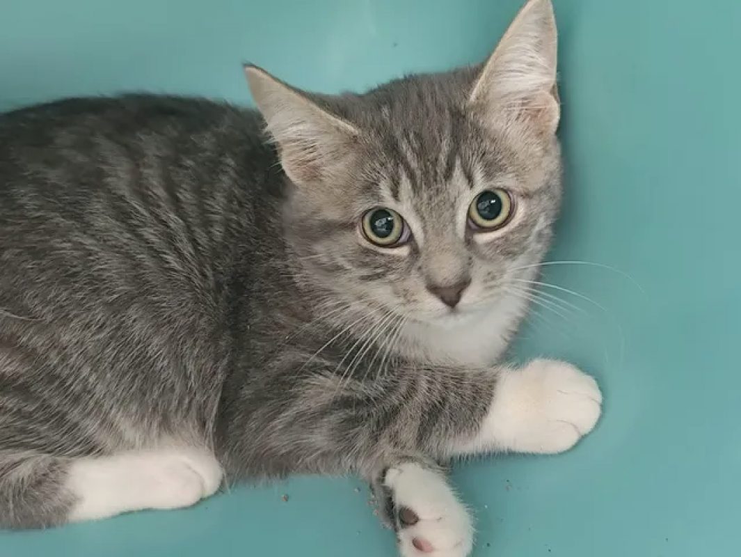 Brenda - Chat Européen à adopter