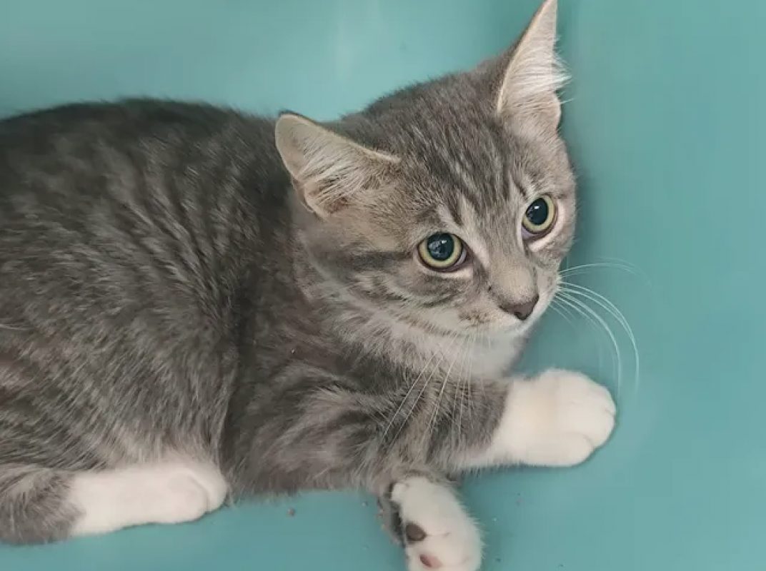 Brenda - Chat Européen à adopter - photo 2