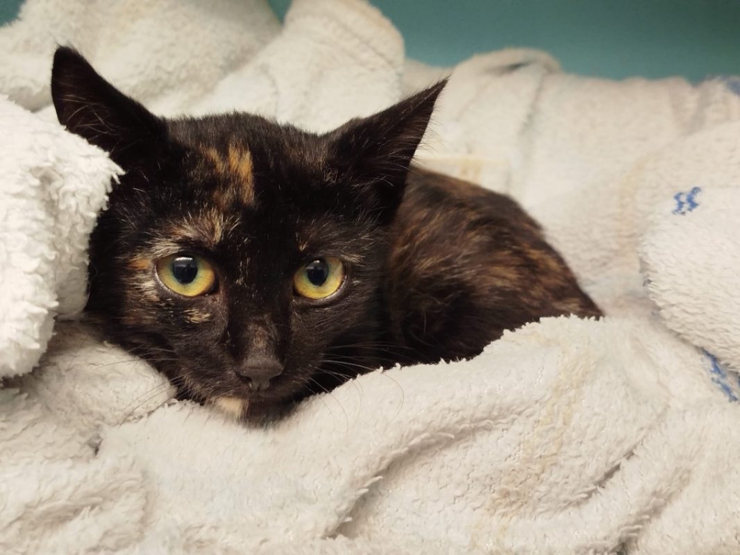 Viviane - Chat Européen à adopter