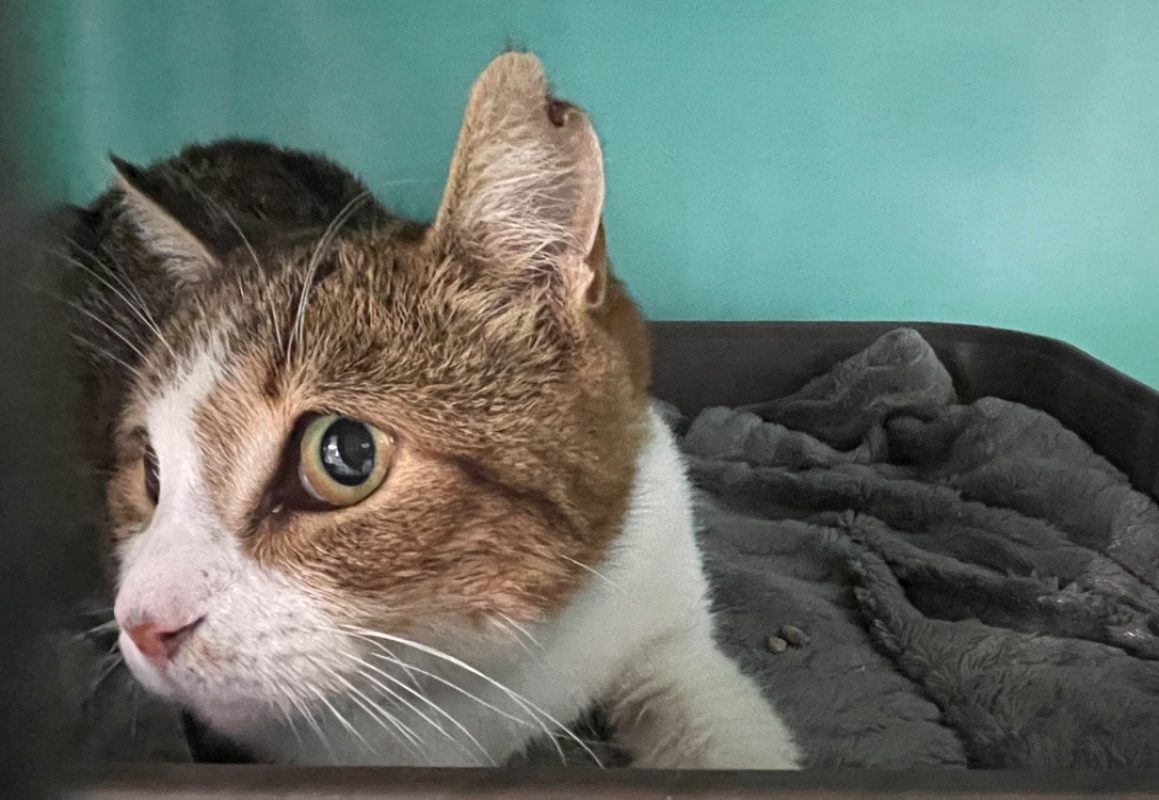 Lucky - Chat Européen à adopter