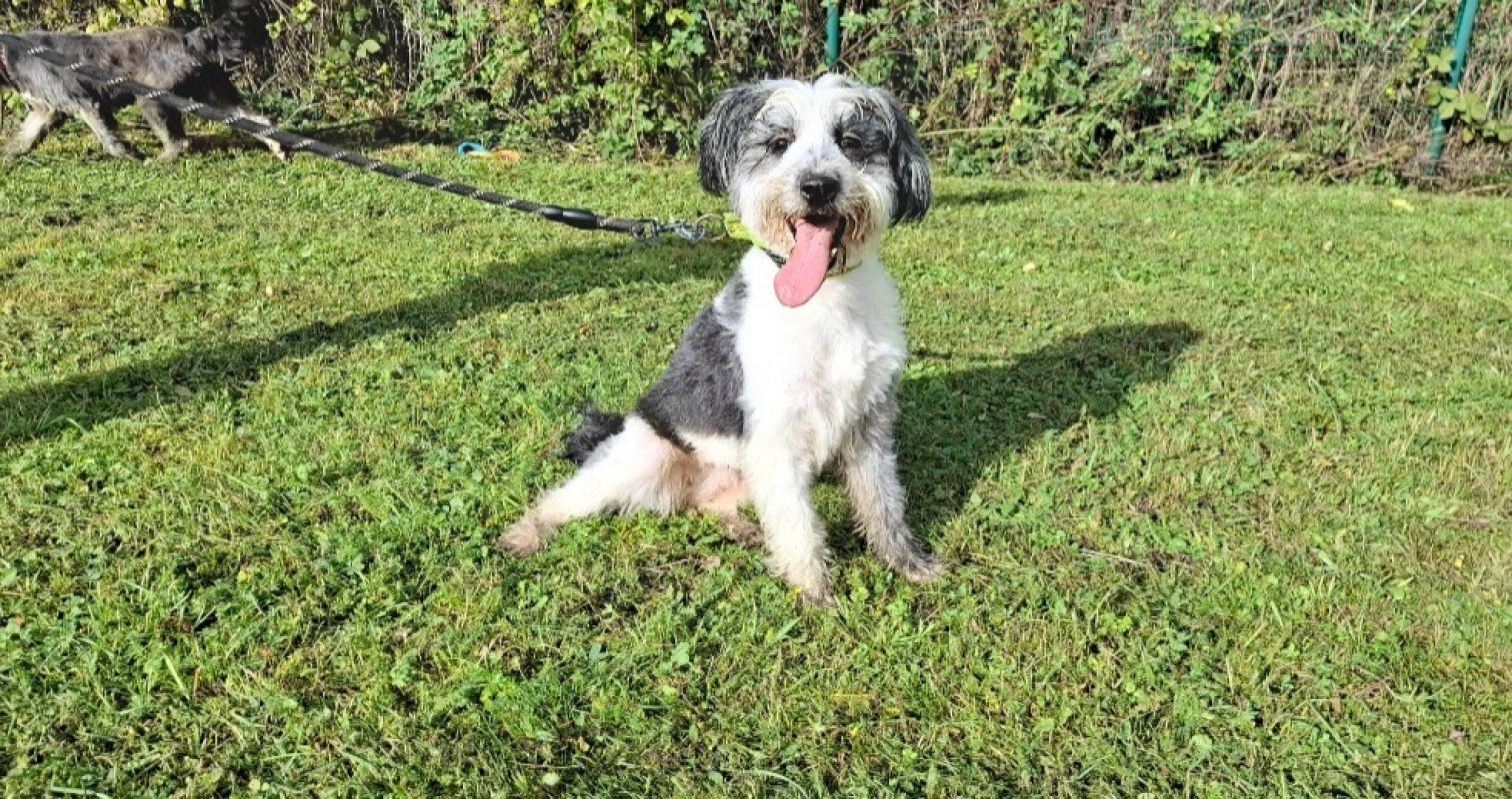 Princesse - Chien à adopter