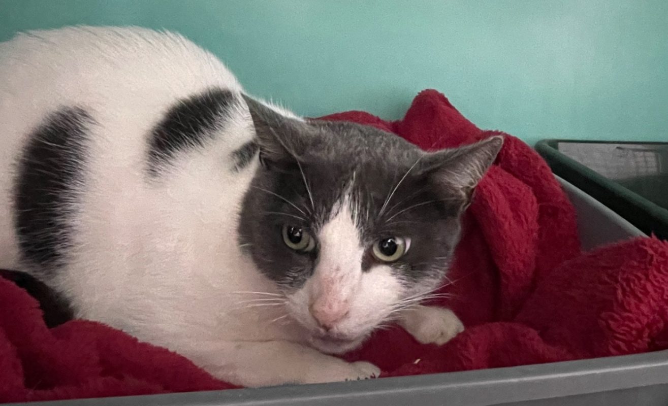 Eros - Chat Européen à adopter
