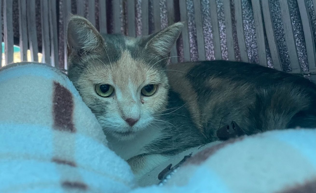 Jo - Chat Européen à adopter