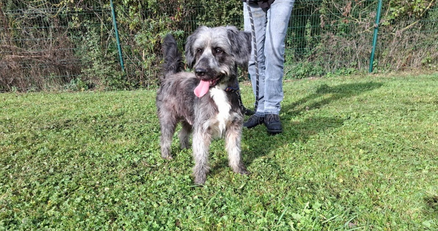 Crocblanc - Chien à adopter