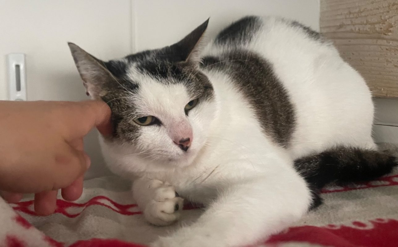 Ulysse - Chat Européen à adopter