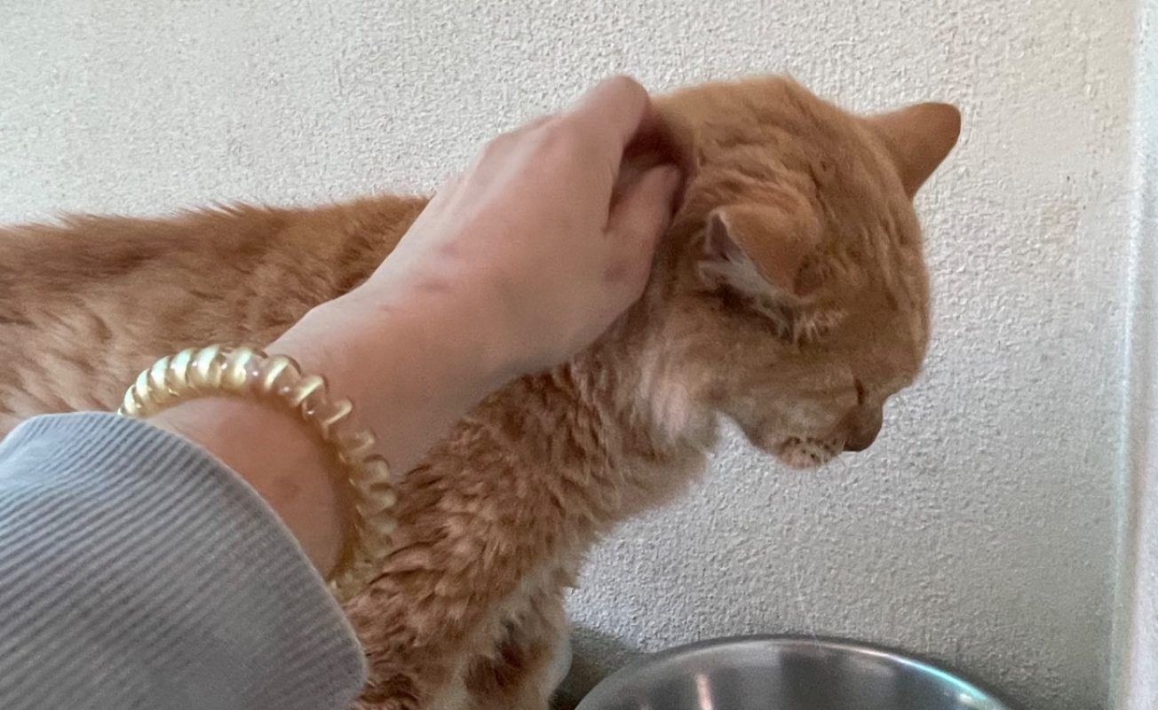 Pouchine - Chat Européen à adopter